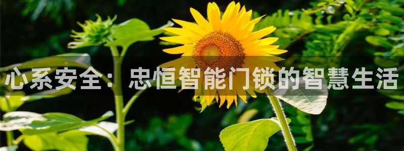金年会登陆:心系安全:忠恒智能门锁的智慧生活